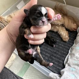 Golden Retriever and Shih Tzu Puppies from Carter Family Retrievers