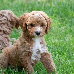 Goldendoodle and Poodle Puppies from Gorgeous Goldendoodles