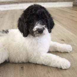 Assorted Doodle Crosses, Bernedoodle, Double Doodle, Goldendoodle, Labradoodle, and Whoodle Puppies from Our Little Farm Life Doodles
