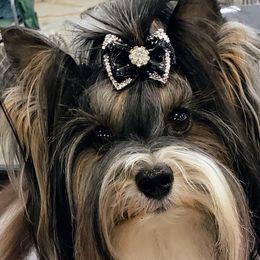 Whisky - Biewer Terrier