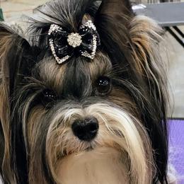 Whisky - Biewer Terrier