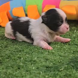 Joanie - Black and white female Mal-Shi puppy in Aurora, Missouri from KnJ Precious Paws LLC
