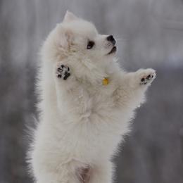 American Eskimo Dog puppies from Snow Graces'