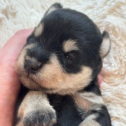 Chili - Black and silver female Miniature Schnauzer puppy in Auburn, Georgia from Very Special Mini Schnauzers