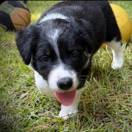 GUSTAVE - Black and white male Border Collie puppy in New Bern, North Carolina from New Bern Border Collies