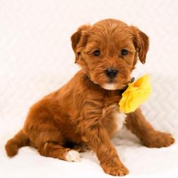 Nancy - Caramel red female Australian Labradoodle puppy in Diamond Bar, California from Furrytaildoodles