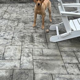Labrador Retriever Puppies from Oak Hollow Retrievers