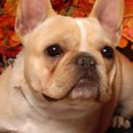 Della - French Bulldog