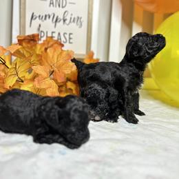 Poodle All Grown Up from Parti-Pawz