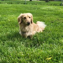 Knox - Dachshund
