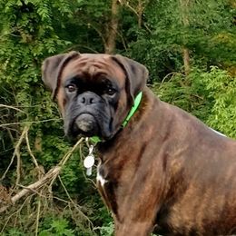 Boxers from Laelaps Boxers