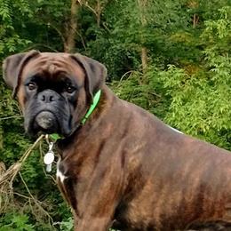 Boxers from Laelaps Boxers