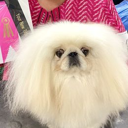 Pekingese Puppies from Andrea Johnson Pekingese