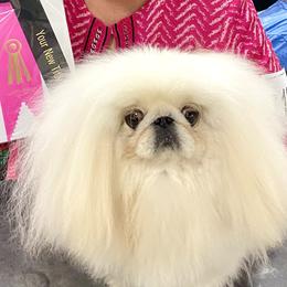 Pekingese Puppies from Andrea Johnson Pekingese