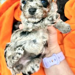 Bambi - Blue merle female Aussiedoodle puppy in Science Hill, Kentucky from Southern Paws Kennels