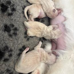 Boy 1 - Golden male Golden Retriever puppy in Menifee, California from The Golden Leash Kennels