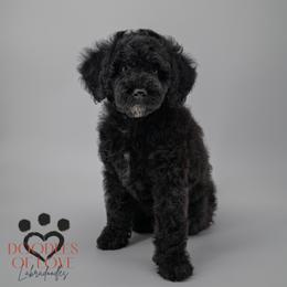 Benny - Black male Labradoodle puppy in Travelers Rest, South Carolina from Doodles of Love Labradoodles
