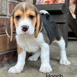 Hooch - Black tan and white male Beagle puppy in Mansfield, Missouri from Rippee Creek Kennel