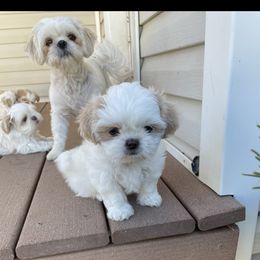 Shih Tzu Puppies from Wachowicz Shihtzu