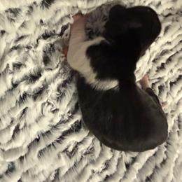 Kenzie AKC - Piebald female Dachshund puppy in Sacramento, California from Valentina's mini  AKC Dachshunds