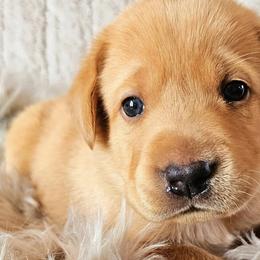 Labrador Retrievers from MNJ Labradors