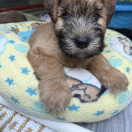 Kerry Blue Terrier and Soft Coated Wheaten Terrier Puppies from Cross the Rubicon KBT & Trebol SCWT