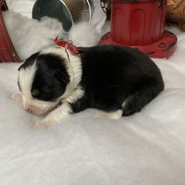 Jessie - Black tri female Miniature Australian Shepherd puppy in Signal Mountain, Tennessee from D & D Miniature and Toy Australian Sheppards