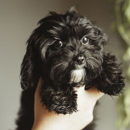 ELI - Black and white Cavapoo puppy in Moses Lake, Washington from The Cav Family