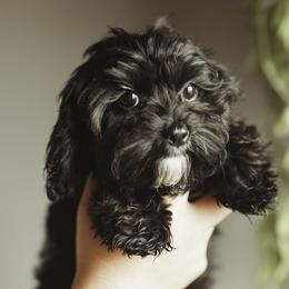 ELI - Black and white Cavapoo puppy in Moses Lake, Washington from The Cav Family