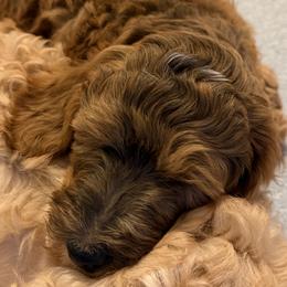 Jasmine - Red  female Goldendoodle puppy in Corvallis, Oregon from Rosie's Doodle Den