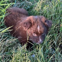 Jesse - Red & white female Miniature Australian Shepherd puppy in Stuart, Iowa from Arbor Hill Aussies