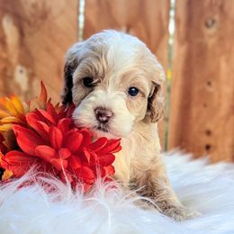 Cockapoo Puppies from Utah Cocker Spaniels