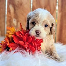 Cockapoo Puppies from Utah Cocker Spaniels