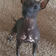 Xoloitzcuintli from XO-TIME Kennel