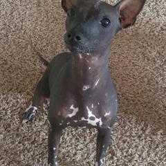 Xoloitzcuintli from XO-TIME Kennel