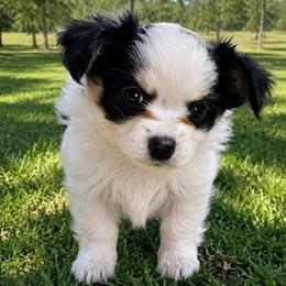 Tux - Black and white male Chihuahua puppy in Tyler, Texas from Fancy Pants Chihuahua’s