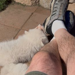 Boy 4 - White male American Eskimo Dog puppy in Redlands, California from Arctic Storm Kennels