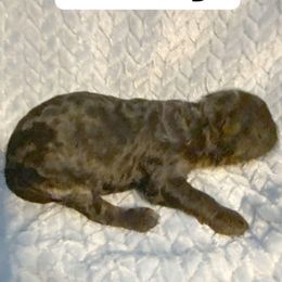 Curry - Merle male Goldendoodle puppy in Greenville, South Carolina from Law Doodles of SC