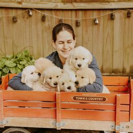 English Setter, Golden Retriever, and Gordon Setter Puppies from Katherine's Gordon Setters, English Setters, and Golden Retrievers