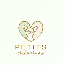 Baby 3 - White female Chihuahua puppy in Jacksonville, Florida from Petits Chihuahuas