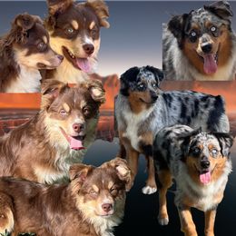 Miniature Australian Shepherd puppies from Quartz Creek Aussies