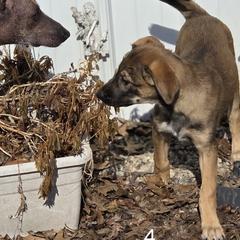 4 - Brindle female Xoloitzcuintli puppy in Pierson, Michigan from Mickam's Xolo's