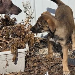 4 - Brindle female Xoloitzcuintli puppy in Pierson, Michigan from Mickam's Xolo's