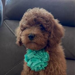 Boy 1 - Red  male Poodle puppy in California from Central Valley Scotties