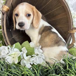 Copper - White black and tan male Beagle puppy in Katy, Texas from Houston’s Howlin’ Hounds