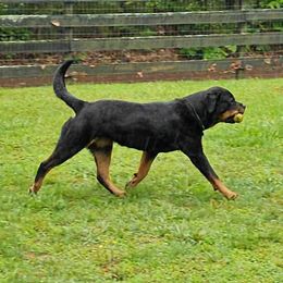 Tygra - Rottweiler
