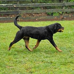 Tygra - Rottweiler