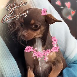 Butta - Chihuahua