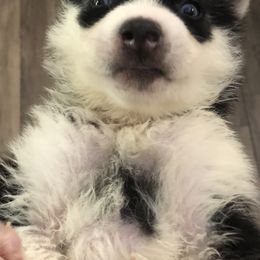 Siberian Husky Puppies from Lovi’s Fur Babies LLC