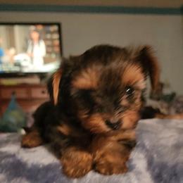 Girl 1 - Black and tan female Yorkshire Terrier puppy in Madison, North Carolina from Angie's Yorkies